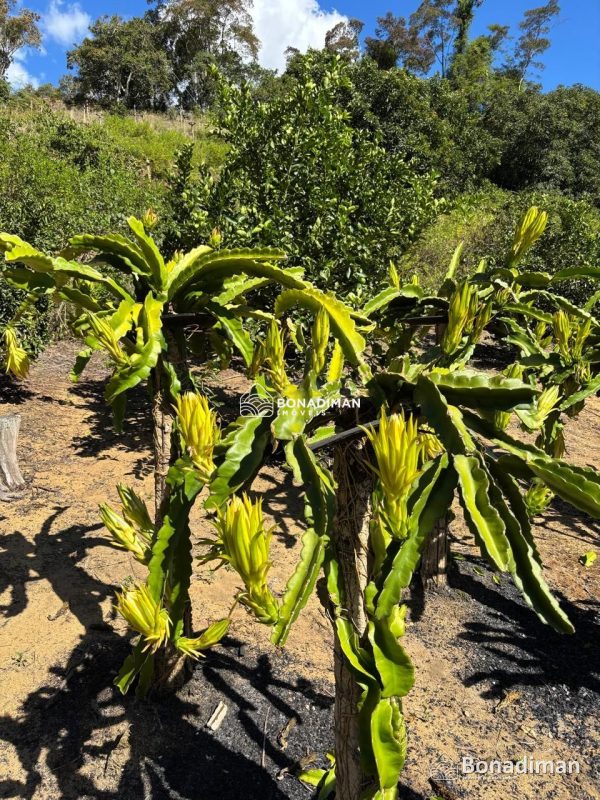 PROPRIEDADE RURAL COMPLETA – 8,5 ALQUEIRES - MARECHAL FLORIANO! - foto 4